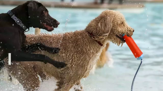 Watch now: Keeping your pet safe during high temperatures